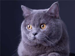 英短蓝猫优点这么多，你确定不养一只吗？