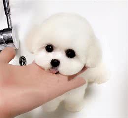 盘点不能流浪的几种小型犬，一旦流浪就很难“存活”