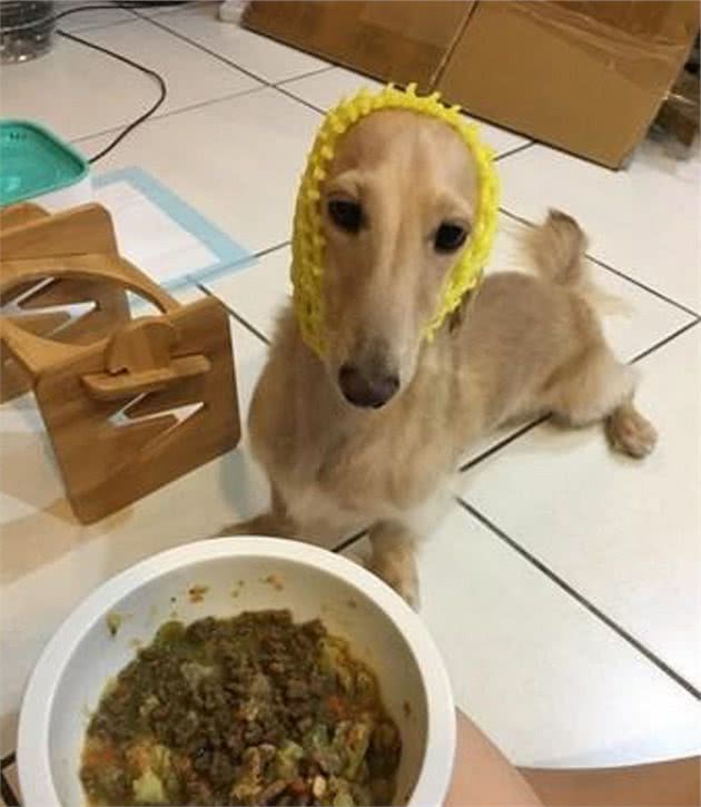 垂耳狗狗吃饭都该注意，不然容易引起耳疾，超麻烦