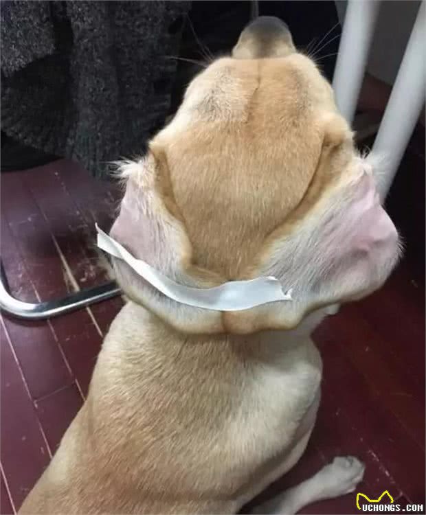 垂耳狗狗吃饭都该注意，不然容易引起耳疾，超麻烦