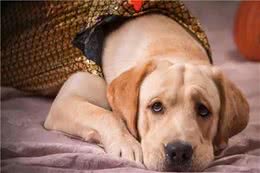 在你家，狗狗有这几个现象，说明它过得“痛苦”