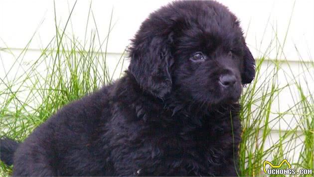 最受欢迎的8种工作犬，金毛和哈士奇都上榜，你的狗狗在里面吗？