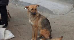 狗狗半夜对着空气大吼大叫，难道它真的有特殊感知能力？