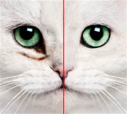猫咪泪痕怎么去除？