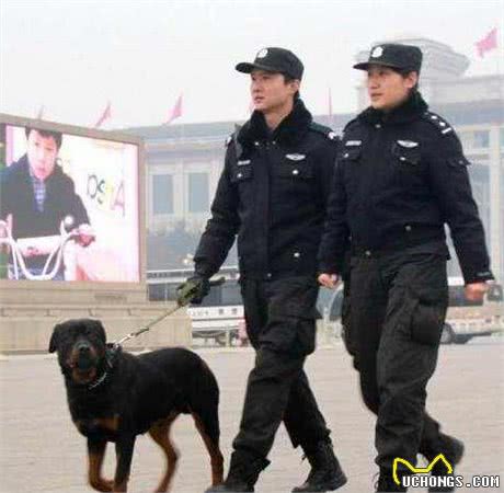 罗威纳为什么大受欢迎？因为它有这些优点，才成功圈粉