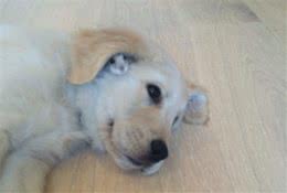 15个超级可爱的狗耳朵，每个狗的耳朵都充满了惊喜