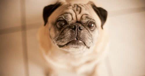 干货：训练法斗犬的基本攻略，你知道吗？