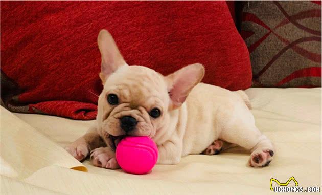 干货：训练法斗犬的基本攻略，你知道吗？