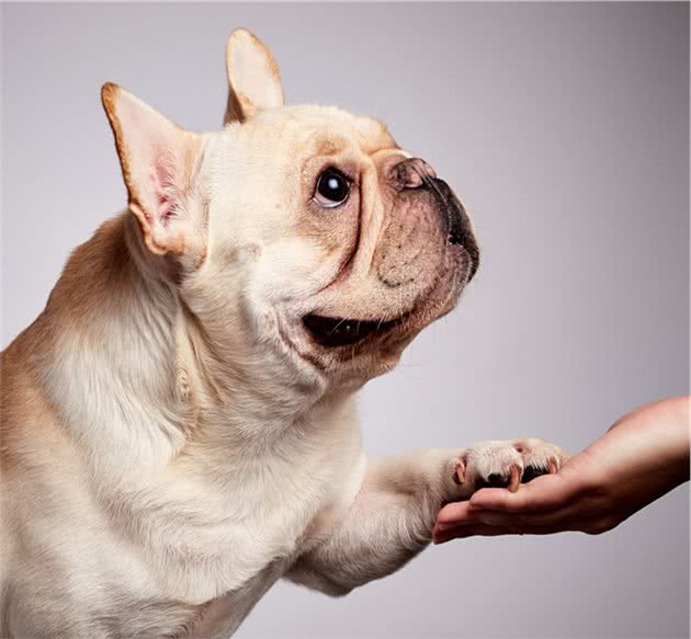 干货：训练法斗犬的基本攻略，你知道吗？