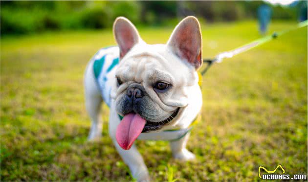 干货：训练法斗犬的基本攻略，你知道吗？