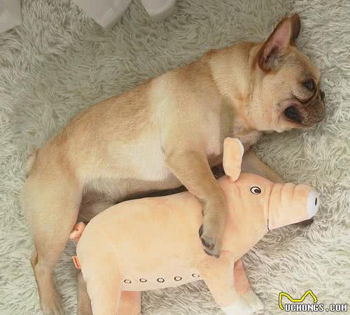 干货：训练法斗犬的基本攻略，你知道吗？
