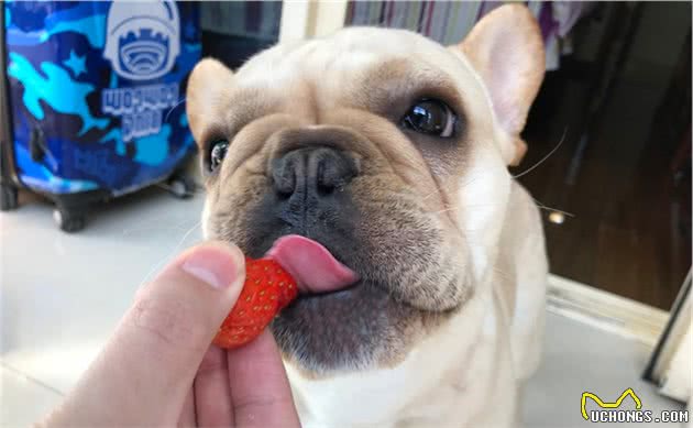 干货：训练法斗犬的基本攻略，你知道吗？