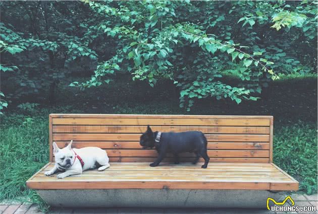 干货：训练法斗犬的基本攻略，你知道吗？