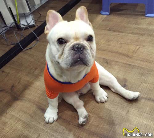 干货：训练法斗犬的基本攻略，你知道吗？