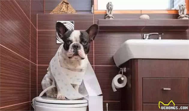 干货：训练法斗犬的基本攻略，你知道吗？