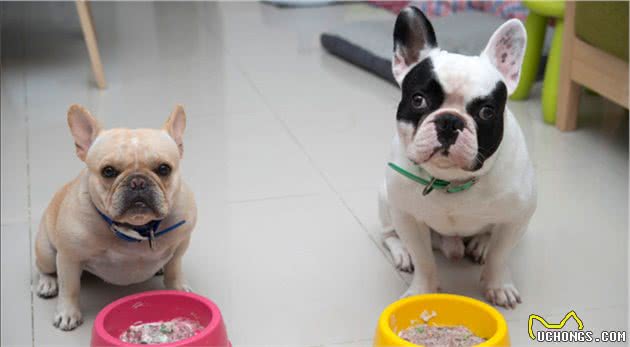 干货：训练法斗犬的基本攻略，你知道吗？