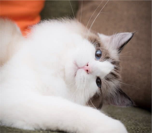 一日吸猫，终生戒猫-常见宠物猫分类