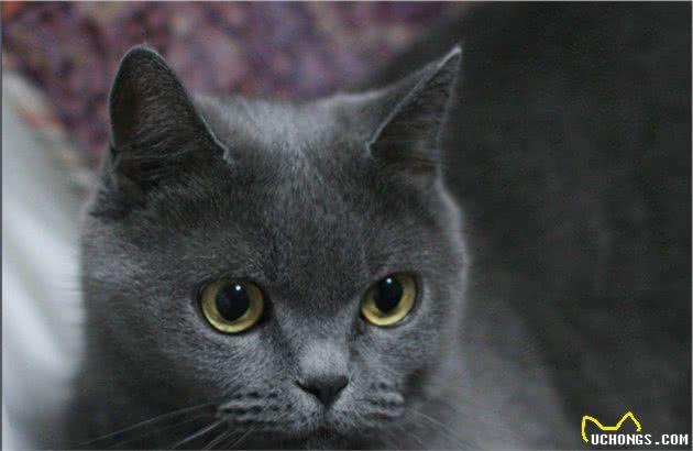 一日吸猫，终生戒猫-常见宠物猫分类