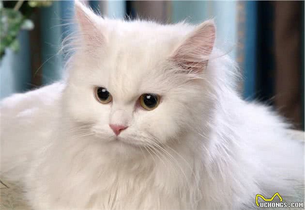 一日吸猫，终生戒猫-常见宠物猫分类