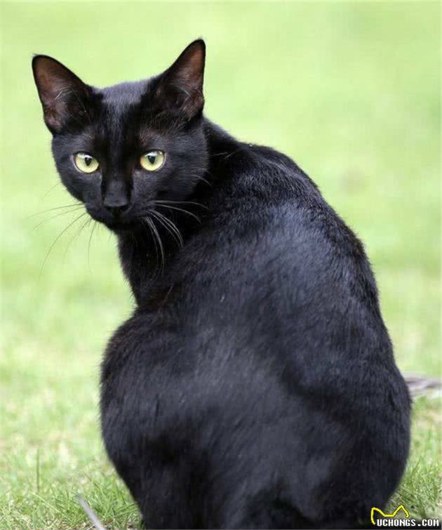 一日吸猫，终生戒猫-常见宠物猫分类