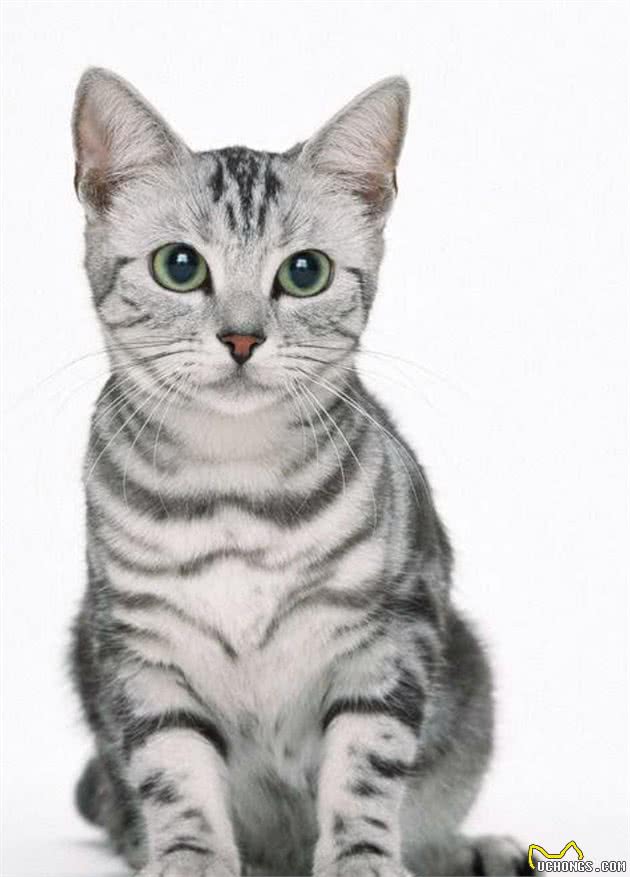 一日吸猫，终生戒猫-常见宠物猫分类