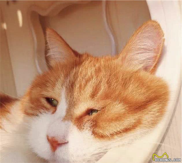 一日吸猫，终生戒猫-常见宠物猫分类
