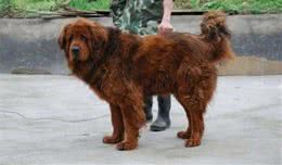 中国神犬藏獒和美国比特犬，哪个更厉害一点？看完大快人心