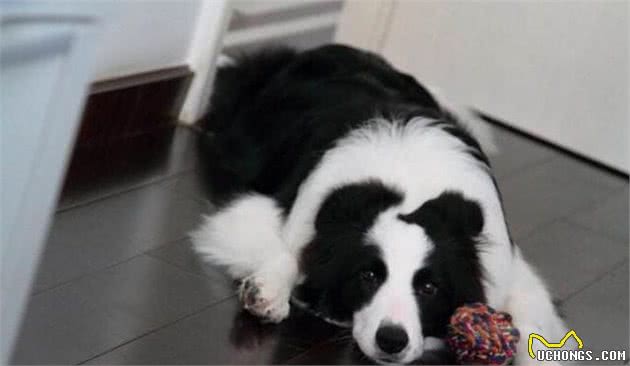 狗狗求救，宠主竟全然不知，这8个异常要牢记