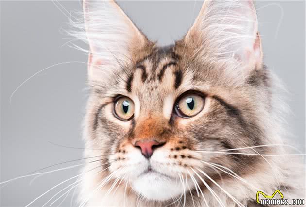 瞧清楚，这是世界上体型最大的猫