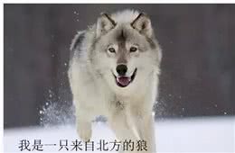 南方狗VS北方狗：同样是冬天，凭什么你靠暖气我靠抖