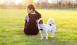 这6种小型犬，人生要养上一只才算完整，你家的在其中吗？
