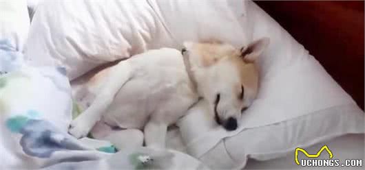 狗喜欢上床睡是因为爱你？错了，背后有这些原因