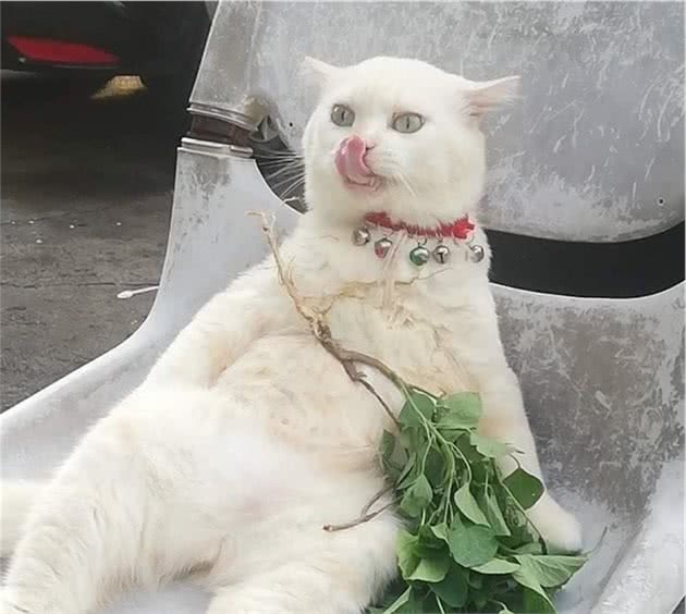 猫咪被迫成为泰国最凶狠西瓜摊主，曾遭遇6只恶犬包围，毫无惧色