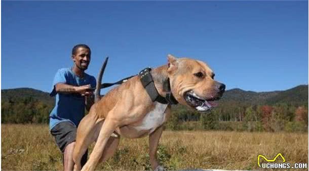 十只比特犬和一只老虎关一起，老虎能坚持多久，老虎：大概45天