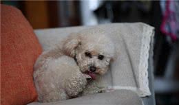 泰迪犬怎么训练大小便？