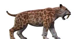 世界上的第一只猫原来来自这里？