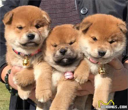 养柴犬避坑，适合新手的喂养指南