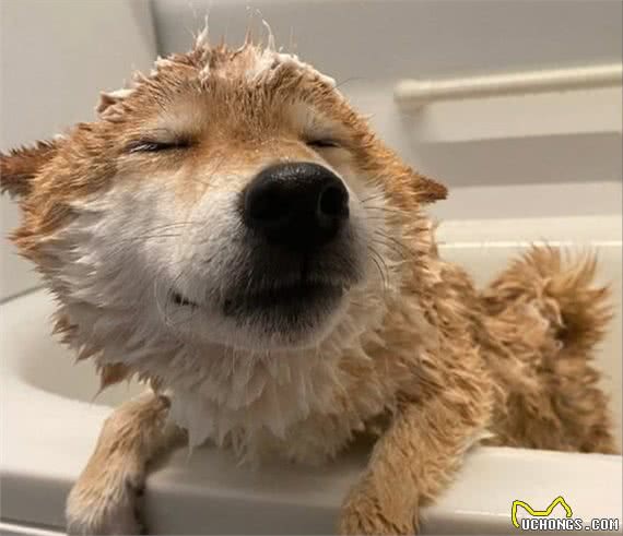 养柴犬避坑，适合新手的喂养指南