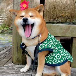养柴犬避坑，适合新手的喂养指南