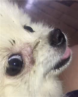 狗主子有泪痕，可能是这个原因导致的！