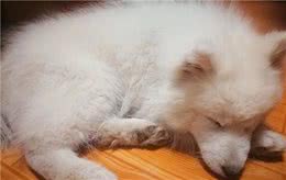 一只真正爱你的狗狗，会有这些行为，遇到就好好对它吧