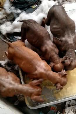 一窝猎犬抢吃，全身都是金黄色腊肉似的，网友一瞧不淡定