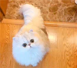 如何挑选一只品相好的金吉拉猫