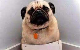 养狗后，家中弥漫着“狗尿味”？分享5个实用的办法