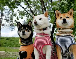 戈赞：狗狗有这几种表现说明智商很高哦