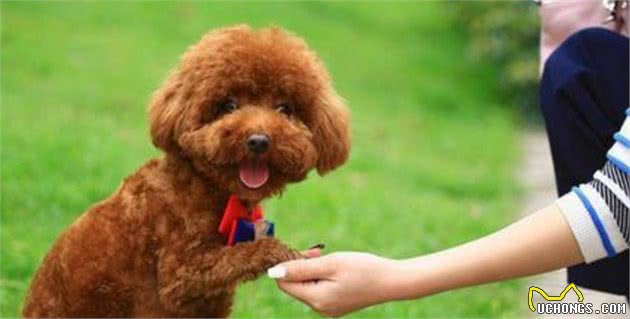 泰迪犬与雪纳瑞同样“不易掉毛”，但因这5点，前者更多人养