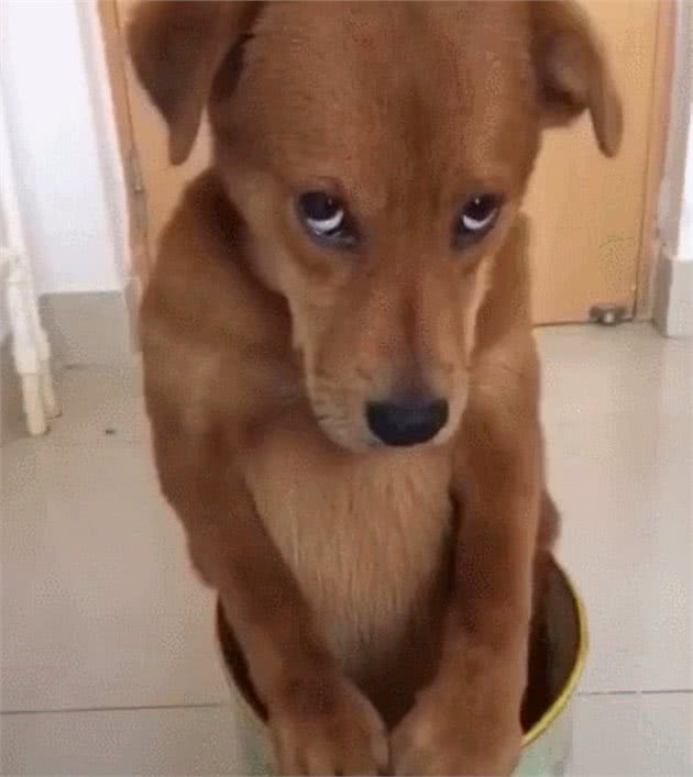 狗狗犯错主人罚它站垃圾桶，看到它这小眼神后，顿时笑到不能呼吸