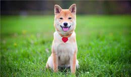 判断柴犬健康状态，看这5点就行，简单实用