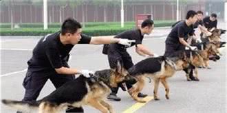 德国牧羊犬的四大品种，你知道哪些？