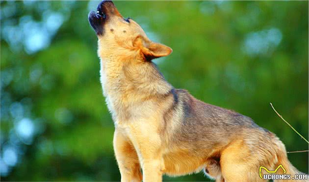 德国牧羊犬的四大品种，你知道哪些？